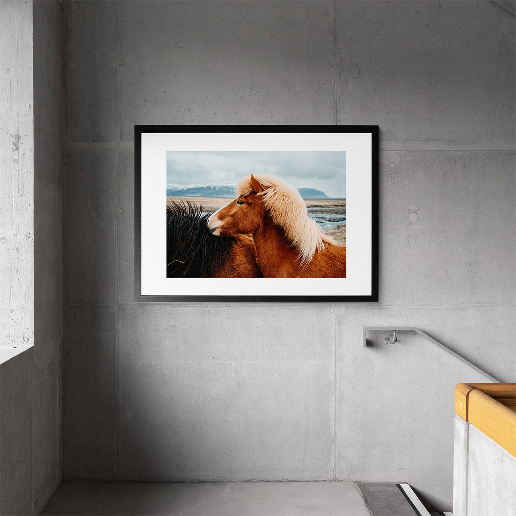 Icelandic Horse Portrait - Art Print