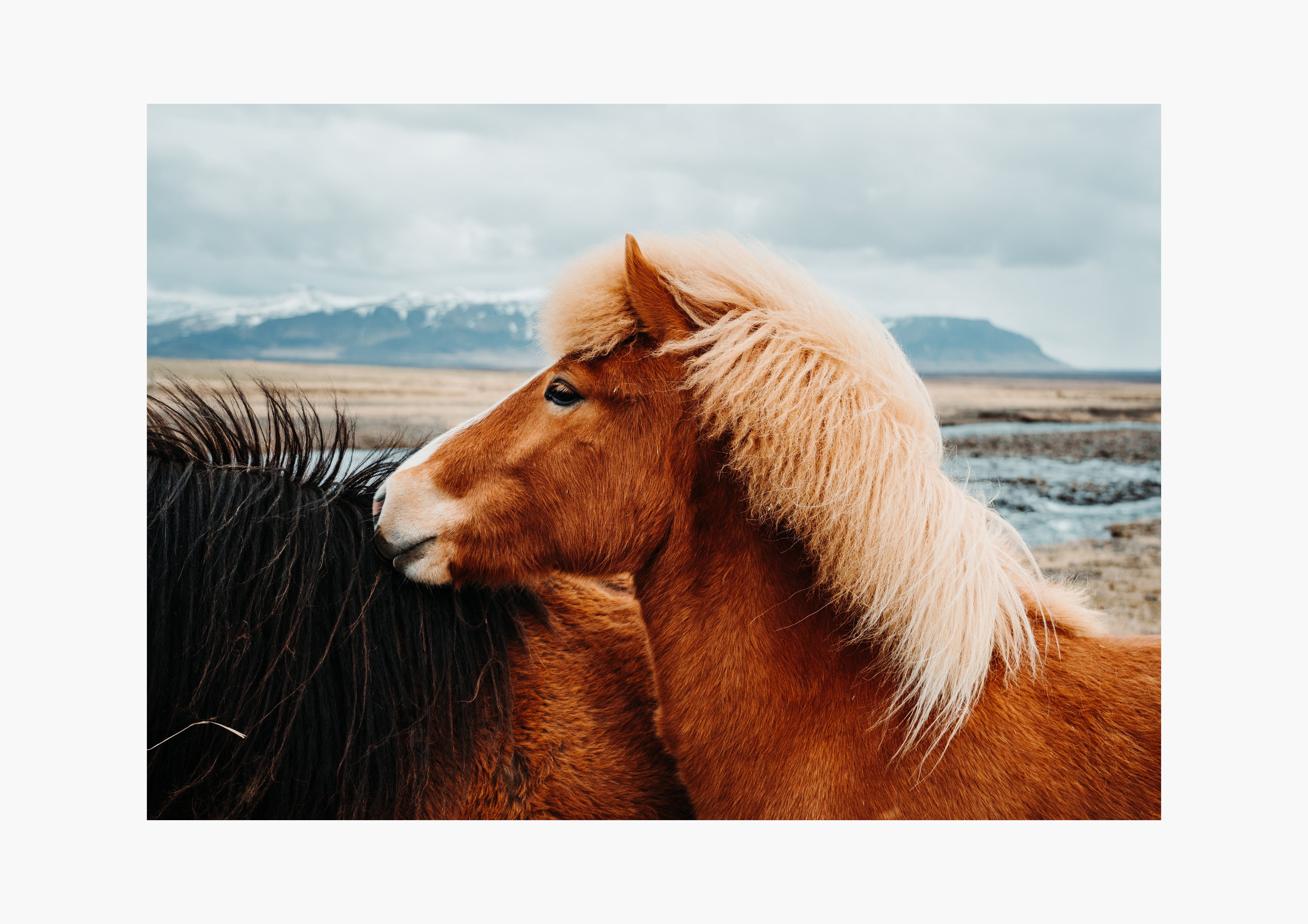 Icelandic Horse Portrait - Art Print