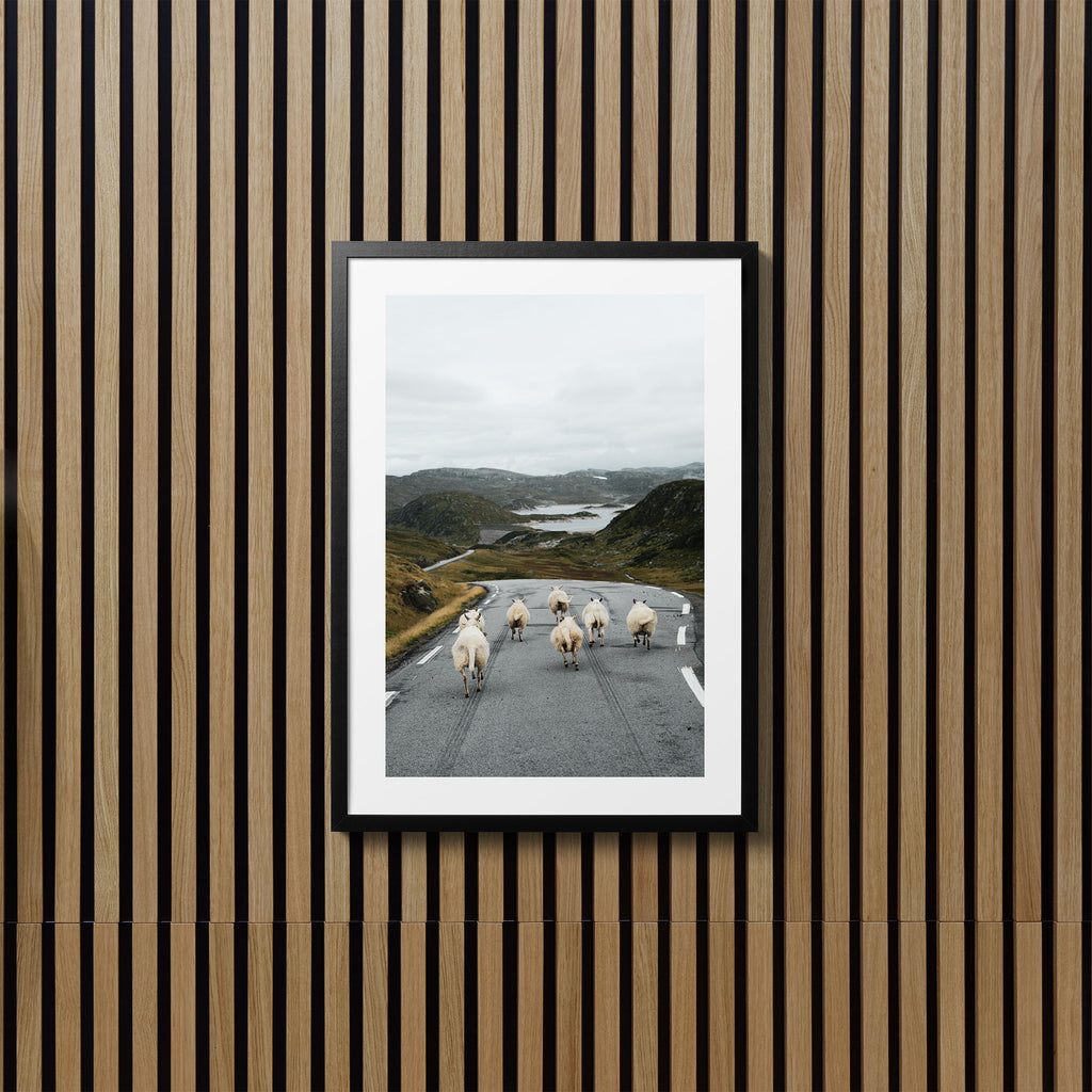 Norway Sheep - Art Print
