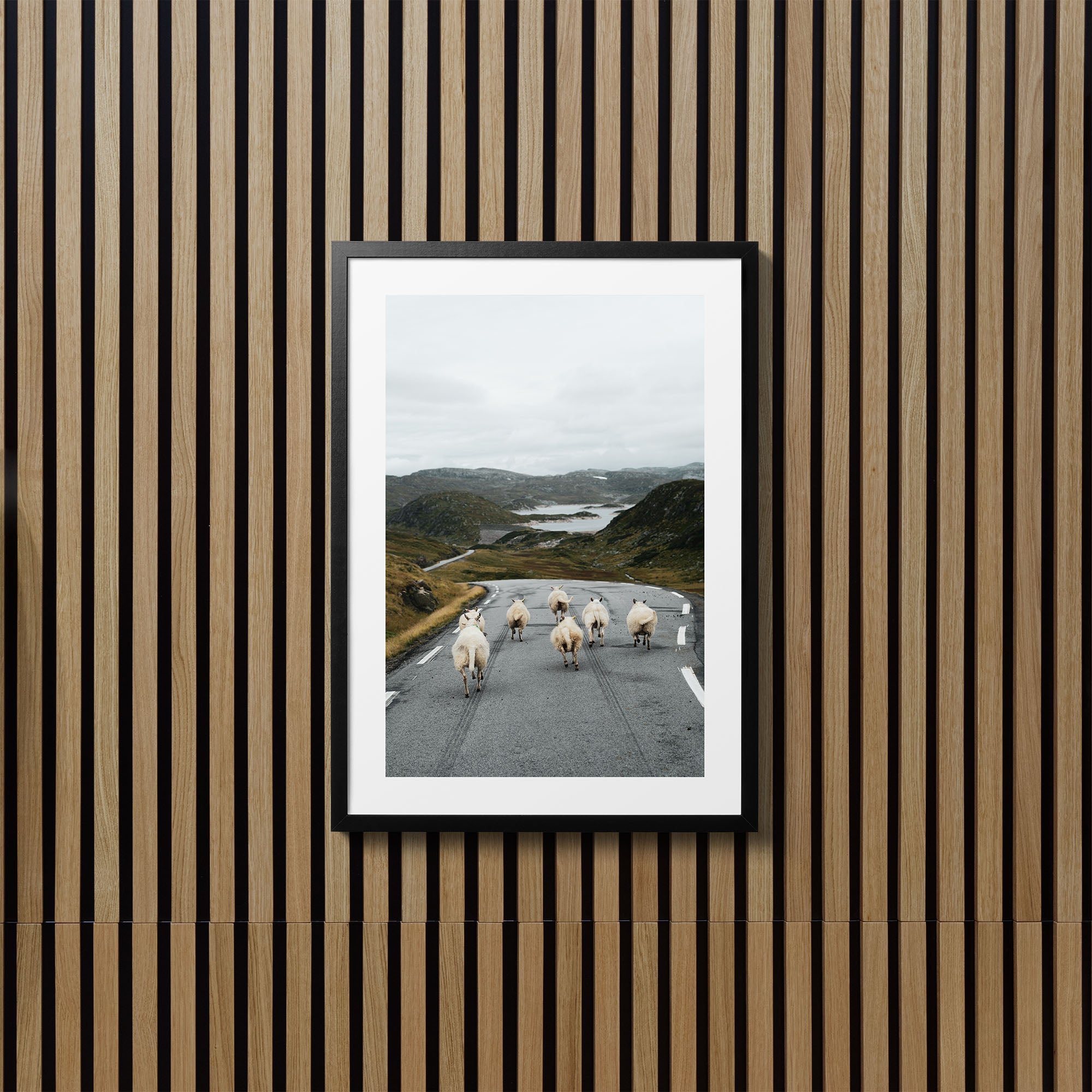 Norway Sheep - Art Print
