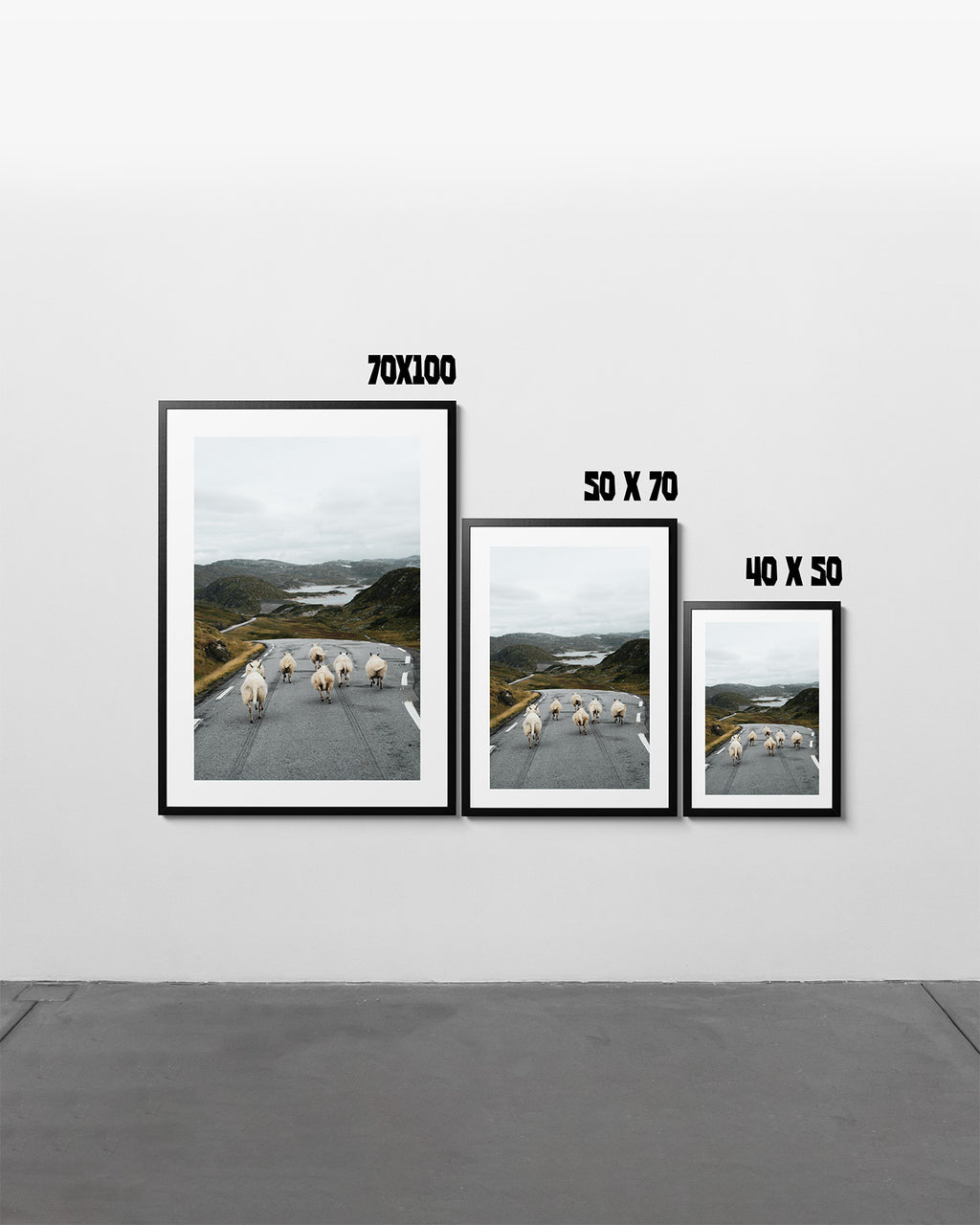 Norway Sheep - Art Print
