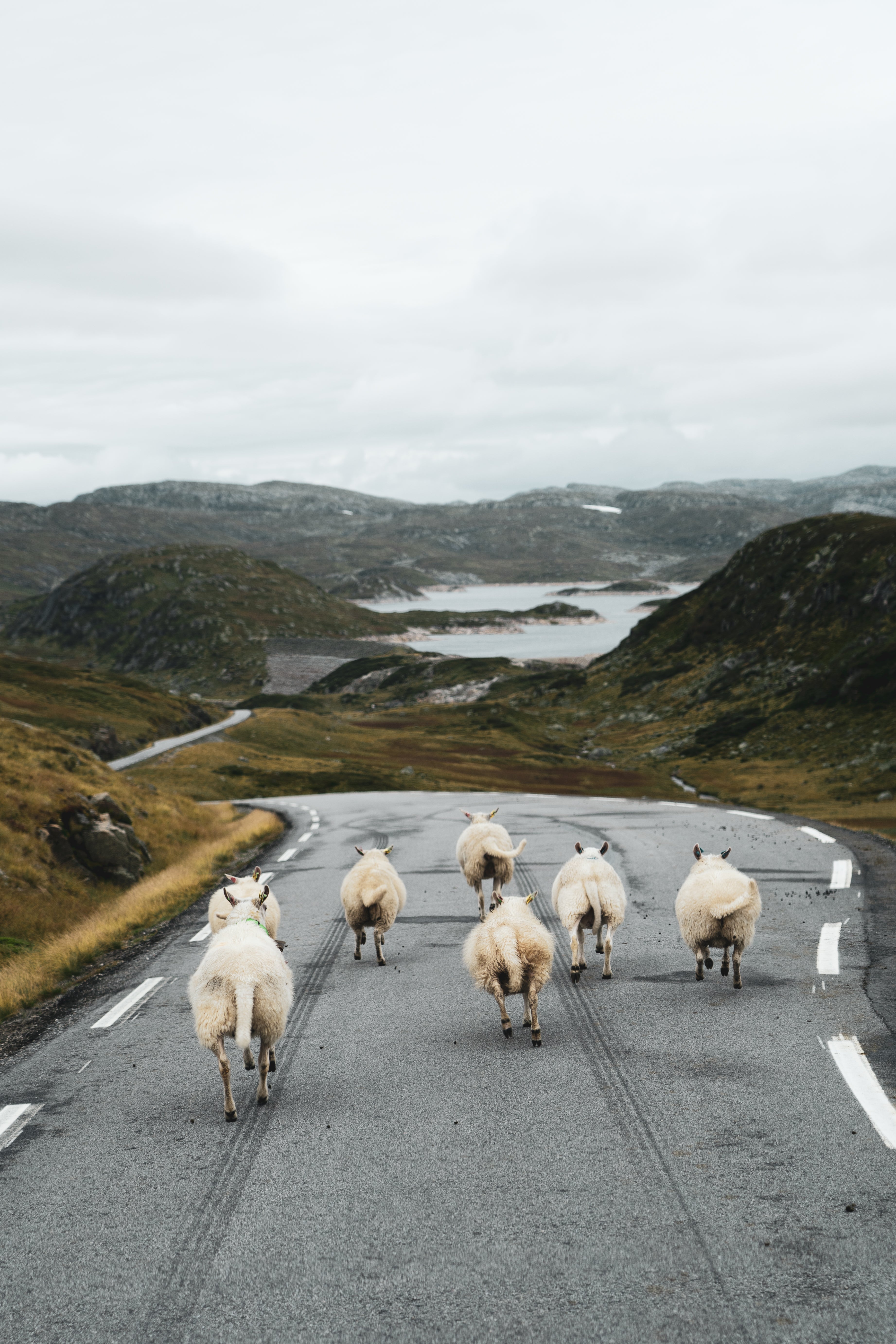 Norway Sheep - Art Print