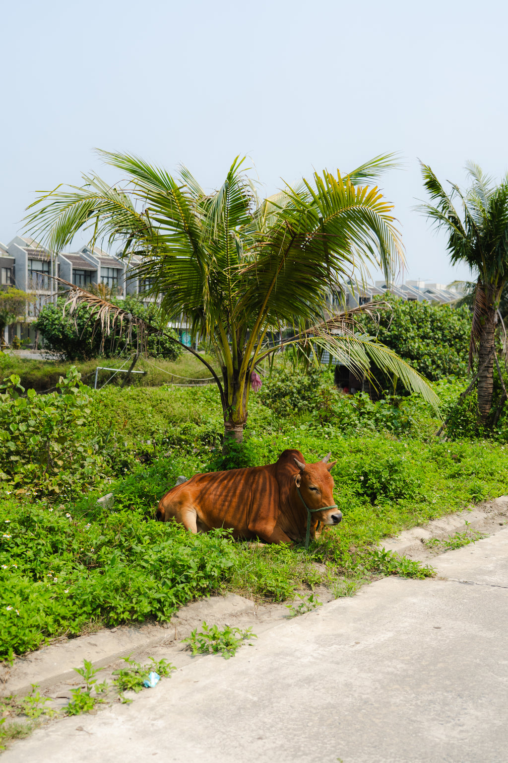 Palm Tree Moo - Art Print