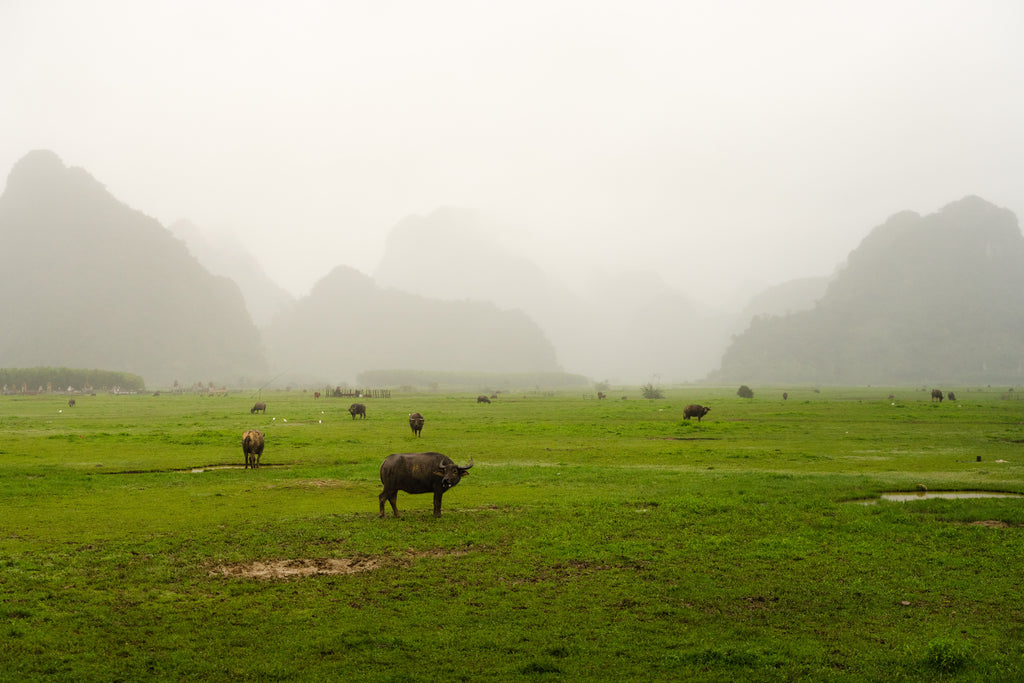 Valley of Phong Nha - Art Print
